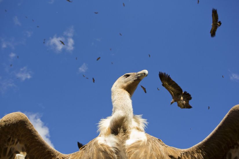 Aves-de-España-Sobre-la-carroña-Uge-Fuertes-Sanz
