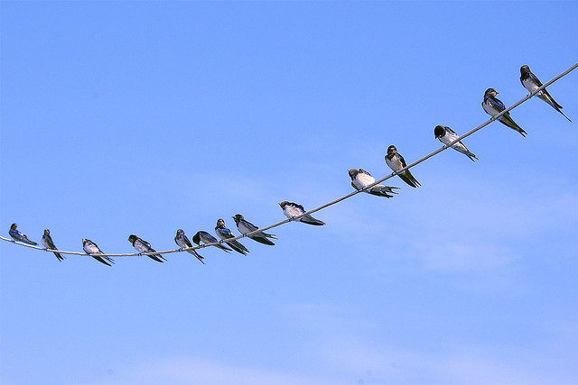 Golondrinas comunes Fotografía por Alberto García. License Creative Commons: Attribution-NonCommercial 2.0 Generic  (Click en la imagen para acceder al original)