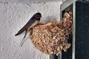 Nido de Golondrina Fotografía por Carlos Solana. Attribution-NonCommercial-NoDerivs 2.0 Generic (Click en la imagen para acceder al original)