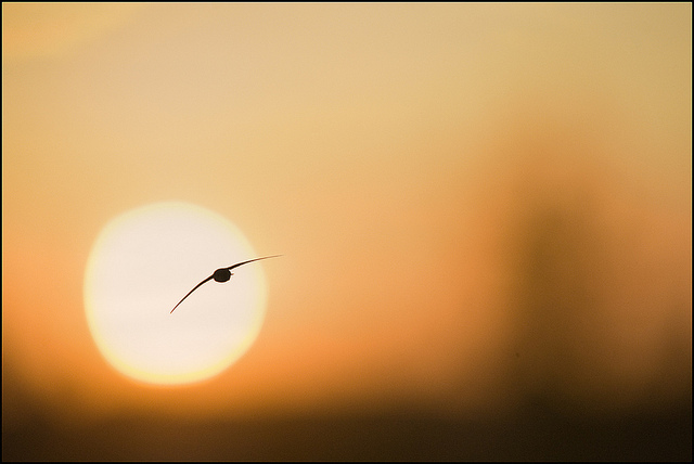 Fantástica fotografía obra realizada por Julen Landa. Creative common Attribution-NonCommercial-NoDerivs 2.0 Generic