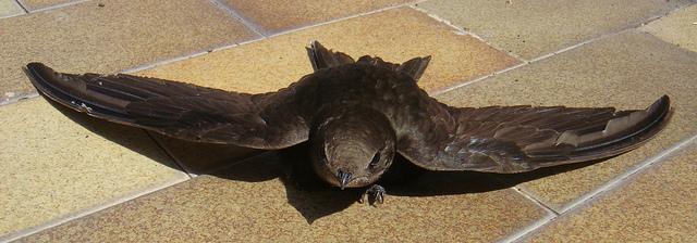 Vencejo intentando volar Fotografía por Gianni. License Creative Commons (Click en la imagen para acceder al original)