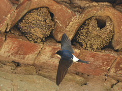 Nidos de Avión común Fotografía de Birdwatching Barcelona. License Creative Commons: Attribution-NonCommercial-ShareAlike 2.0 Generic . (Click en la imagen para acceder al original)