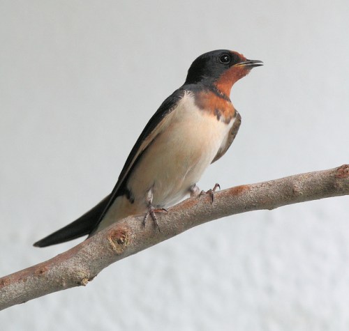 Golondrina común (Hirundo rustica) Fotografía por Agustín Povedano. License Creative Commons: Attribution-NonCommercial-ShareAlike 2.0 Generic (Click en la imagen para acceder al original)