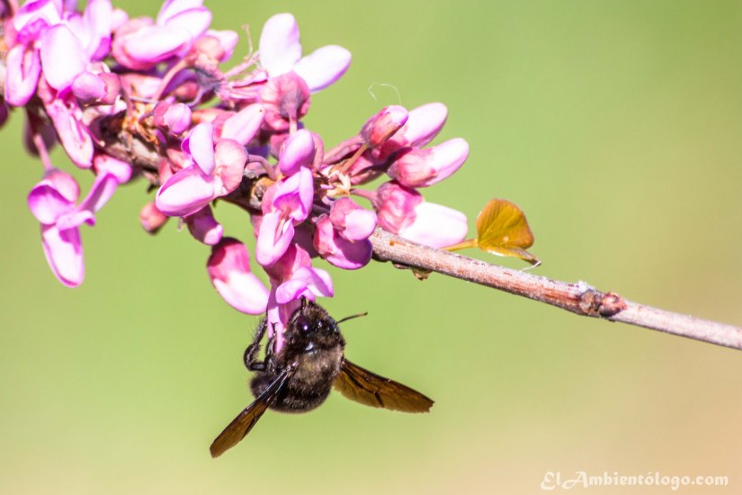 Abejorro de la madera (Xylocopa violacea)