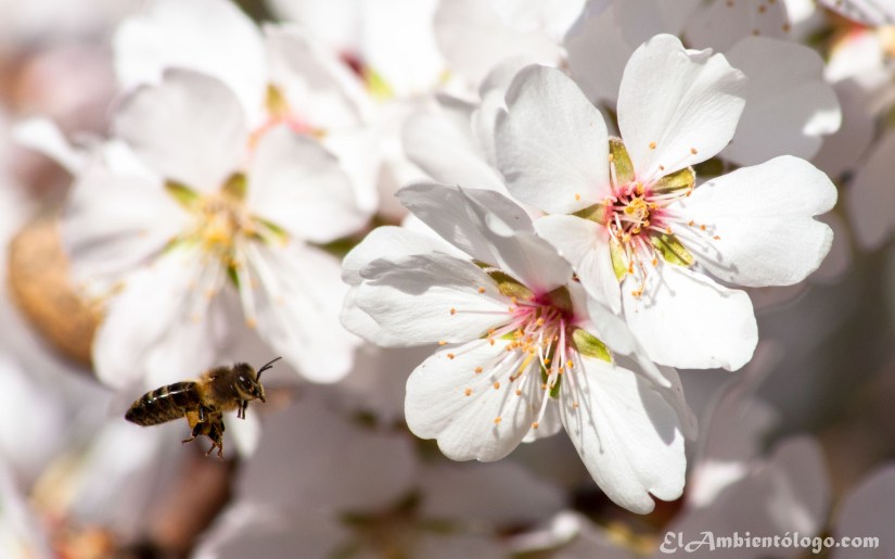 Apis mellifera y flores del Almendro
