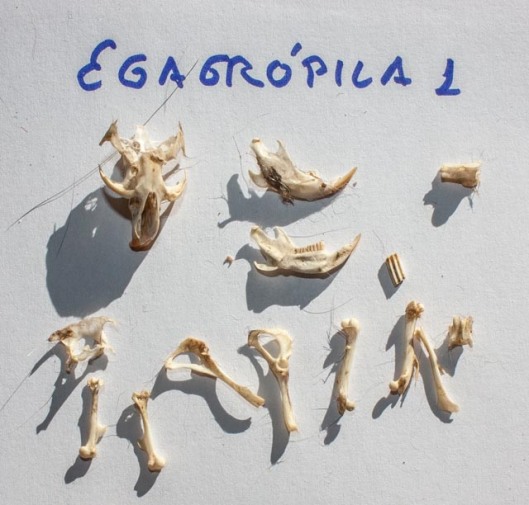 Resultado: huesos encontrados en una egagrópila de lechuza común (Tyto alba). Los huesos pertenecen a un topillo común.
