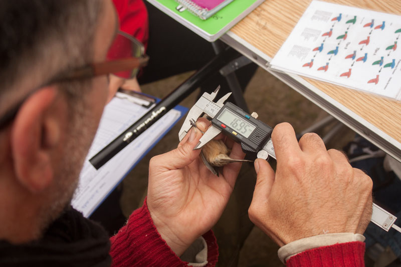 Anillamiento de aves