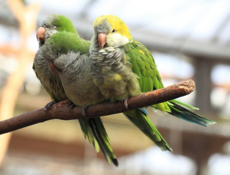 Cotorra argentina especie exótica invasora