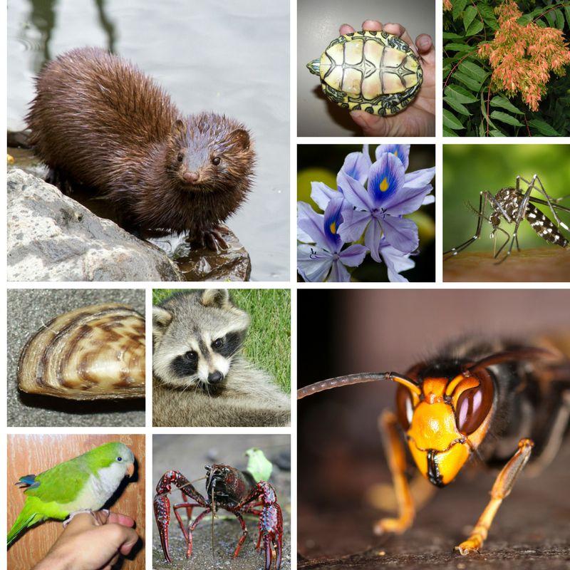 las 10 especies exóticas invasoras más perjudiciales