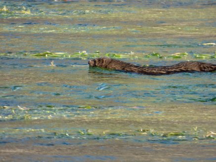 Visón americano (Neovison vison) observado en el río Tormes a su paso por Salamanca. 